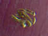 foto oro Orba filamento.jpg (6709 byte)